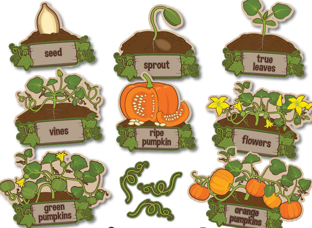 Educational Mural: Pumpkin Life Cycle